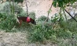 Dere kenarına gizlenmiş esrarı dedektör köpek buldu