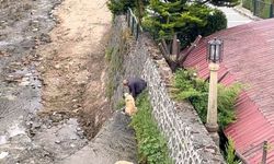 Derede mahsur kalan Kangal köpeklerini sahibi suya atlayıp kurtardı