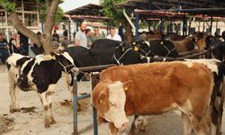 Didim’de kurban kesim yerleri belli oldu
