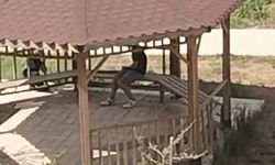 Elazığ’da kamelyalara zarar verdiler