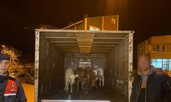 Enez’de ağıldan 6 adet hayvan çalan şüpheliler yakalandı