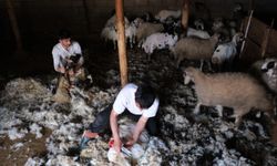 Erzincan’da kuzu kırkım sezonu başladı