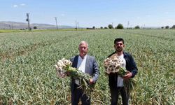 Gaziantep’te AB tescilli Araban sarımsağının hasadı başladı