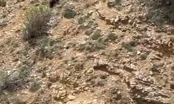 Gümüşhane’de annesini kaybeden yavru ayı bağırarak annesini aradı