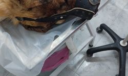 Isırdığını iddia ettiği köpeği silahla vurdu, sahipleri şikayetçi oldu