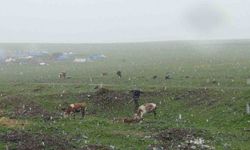 Kars’ta Mayıs karı şaşırttı