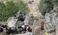Kaybolan inekler, uçurumda bulundu