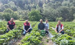 Kaymakam Özderin, çilek hasadına katıldı