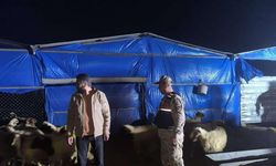 Kilis İl Jandarma Komutanlığı kayıp küçükbaş hayvanları buldu