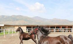 Koçaker, atlı spor kulübünde incelemelerde bulundu