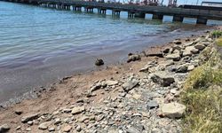 Marmara Denizi’nin Tekirdağ kıyılarında kızıl yosun birikintisi oluştu