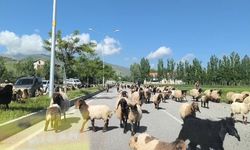 Muş’ta küçükbaş hayvan sürüleri trafiği tehlikeye düşürüyor