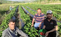 Organik Sason çileğinde hasat başladı