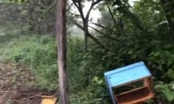Sinop’ta aç kalan ayı, arı kovanlarına saldırdı