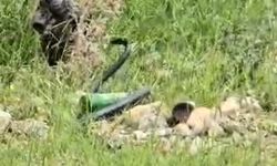 Şırnak’ta odun almaya giden kadın 2 metre uzunluğunda yılan gördü