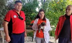 Su kenarında mahsur kalan köpeği itfaiye kurtardı