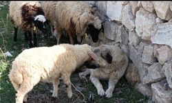 Sürünün sessiz koruyucusu, kalpleri fethetti