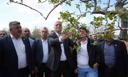 TZOB Genel Başkanı Bayraktar, Gaziantep’te dondan etkilenen bahçeleri inceledi