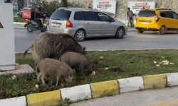Yaban domuzu besleyen 3 kişiye para cezası
