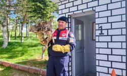 Yaralı puhu kuşu tedavi altına alındı