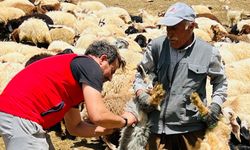 Yüksekova’da şap hastalığına karşı aşılama seferberliği