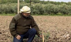 Yunusemre’de fidanlar toprakla buluşuyor