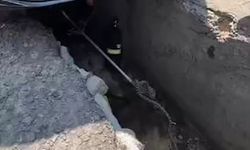 Ankara’da aracın altına giren yılan çıkarıldı