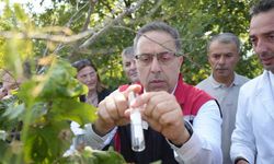 Kahverengi kokarcaya karşı 15 bin samuray arıcığı ve 300 sülün doğaya salındı