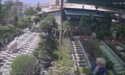 Karaman’da firar eden kurbanlık koyun girdiği fidanlıkta yakalandı