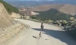 Kastamonu’da ayağı kırık yavru ceylan için ekipler harekete geçti