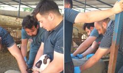 Köşk’te hayvan aşı çalışmalarına başlandı
