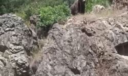 Kütahya’da ormanlık alanda ayı görüldü, gençler cep telefonlarına sarıldı