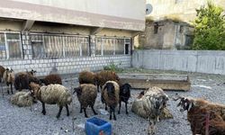 Malazgirt’te küçükbaş kurbanlıklar satışa çıkarıldı