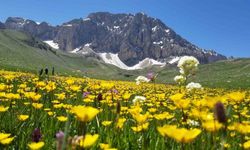Merg Yaylası, bu günlerde yerli ve yabancı doğaseverlere ev sahipli yapıyor