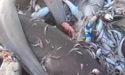Mersin Valiliğinden köpek balığı açıklaması