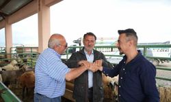 Muş’ta kurban pazarı hareketlendi: Sıkı pazarlıklar dikkat çekiyor
