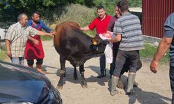 Sinop’ta kurbanlık kaçtı, köyde kısa süreli panik yaşandı