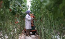 Türkiye’nin jeotermal sera alanı yüzde bin 500 büyüyebilir