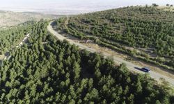 Valilikten yangın tedbiri: 5 ay boyunca ormanlara giriş yasak