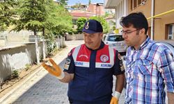 Yerköy’de nesli tükenmekte olan bozkır keleri görüldü