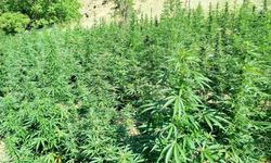 Bingöl’de  bin 400 kök kenevir bitkisi ele geçirildi