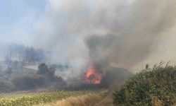 Tekirdağ’da orman yangını