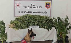 Yalova’da uyuşturucu operasyonunda 1 tutuklama