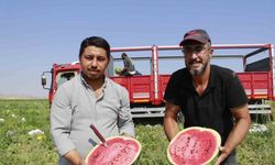 Birçok şehirde karpuz hasadı sona yaklaşırken, Yozgat’ta hasat yeni başladı