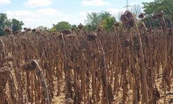 Kuraklık ayçiçeğini vurdu