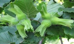 AB ülkelerine 15 bin 760 ton fındık gönderildi