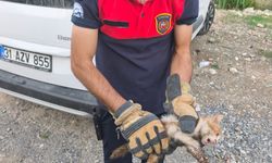 Arsuz’da aracın kaputuna giren kediyi itfaiye kurtardı