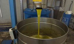 Burhaniye’de zeytinde rekolte düşük, ancak yağda kalite yüksek