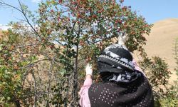 Dağların kırmızı hazinesi kuşburnu için hasat zamanı