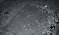 Elazığ’da evin etrafında yiyecek arayan çakal kamerada